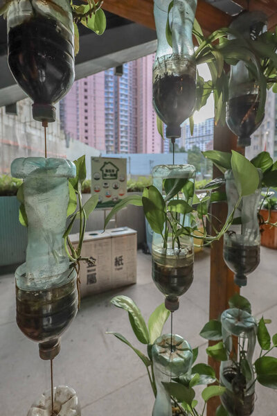Innovative use of recycled plastic bottles for vertical gardening