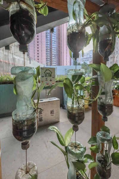 Innovative use of recycled plastic bottles for vertical gardening