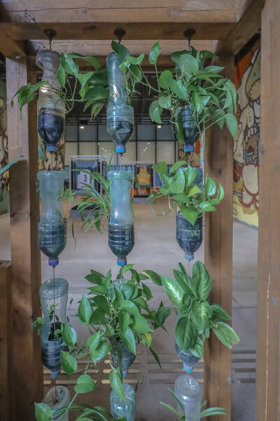 Innovative use of recycled plastic bottles for vertical gardening