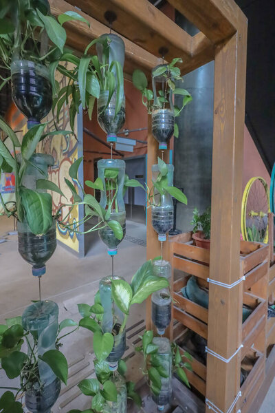 Innovative use of recycled plastic bottles for vertical gardening