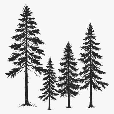 El çam ağacı silueti vektörü çiziyor. Ağaç siyah ve beyaz olarak tasvir edilir.