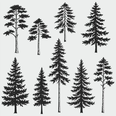 El çam ağacı silueti vektörü çiziyor. Ağaç siyah ve beyaz olarak tasvir edilir.