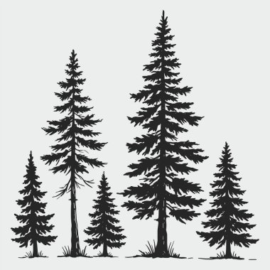 El çam ağacı silueti vektörü çiziyor. Ağaç siyah ve beyaz olarak tasvir edilir.