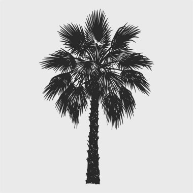 Bir palmiye ağacı siyah beyaz bir konseptle çizilir.
