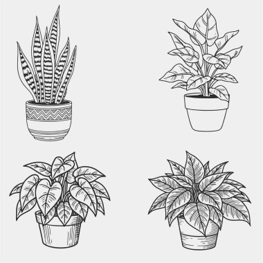 Dört saksı bitkisi siyah beyaz çizilir. Bitkiler şekil ve boyut olarak değişir.