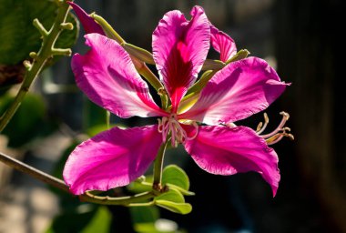 Bauhinia, Tayland 'da bir bahçedeki ağaçta çiçek açıyor.