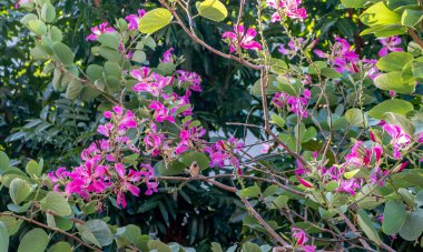 Bauhinia, Tayland 'da bir bahçedeki ağaçta çiçek açıyor.