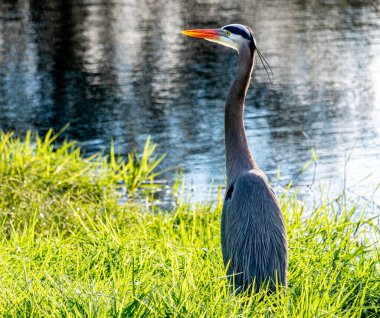 Florida 'nın göbeğindeki büyük mavi balıkçıl.