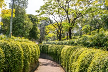 Singapur 'daki Fort Canning Parkı' nda yontulmuş çalılarla yürüme.