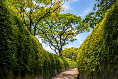 Singapur 'daki Fort Canning Parkı' nda yontulmuş çalılarla yürüme.