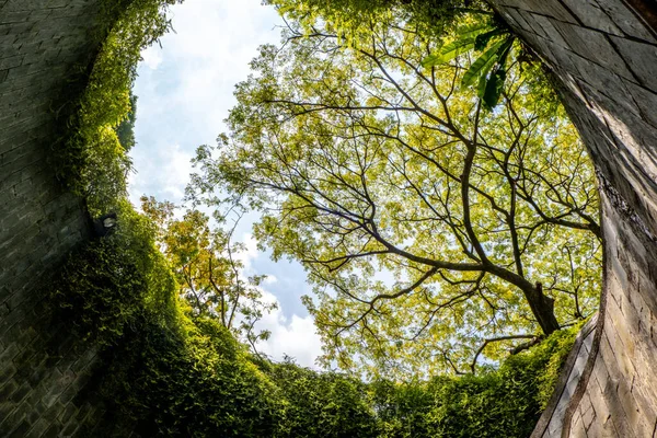 Singapur 'daki Fort Canning Park' taki ağaç tüneli.