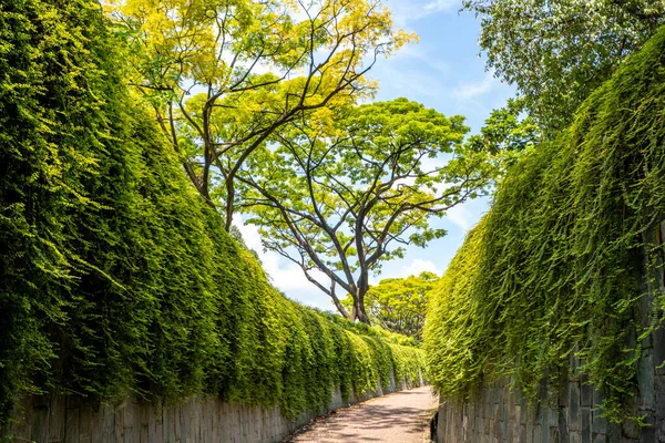 Singapur 'daki Fort Canning Parkı' nda yontulmuş çalılarla yürüme.