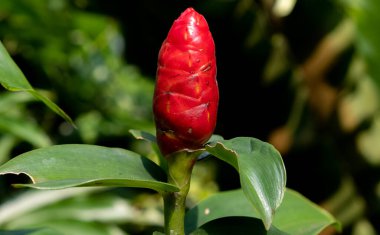 Singapur 'da bir botanik bahçesinde tropik bitkiler