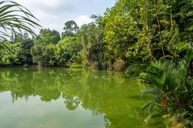 Singapur 'da tropikal bir gölün yeşil suları