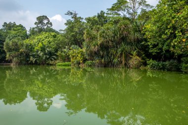 Singapur 'da tropikal bir gölün yeşil suları