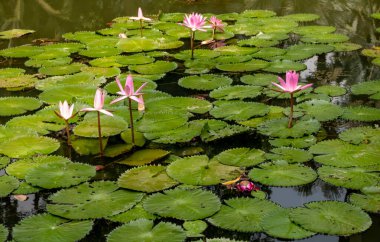 Singapur 'da tropik bir bahçede zambaklar.