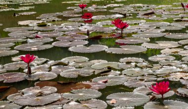 Singapur 'da tropik bir bahçede zambaklar.