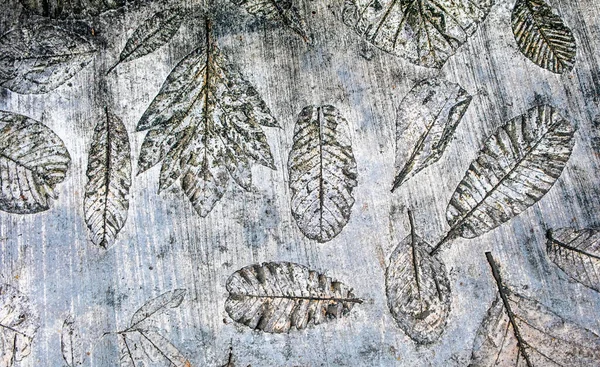 Отпечатки Листьев Бетоне Тропическом Саду — стоковое фото