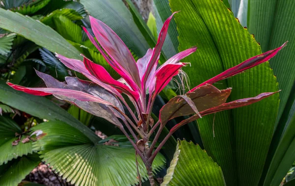 Plantes Tropicales Dans Jardin Botanique Singapour — Photo