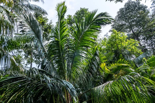 シンガポールの熱帯の庭の緑豊かな葉 — ストック写真