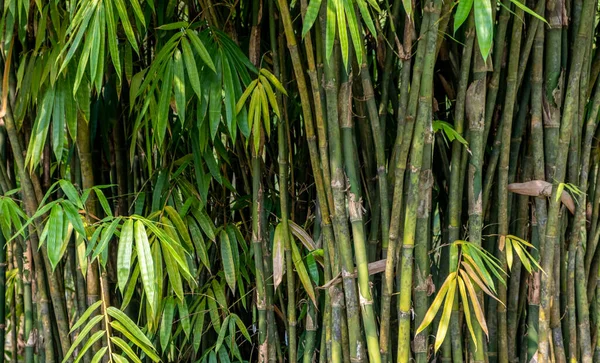 Bosquet Bambous Dans Une Forêt Tropicale Humide Singapour — Photo