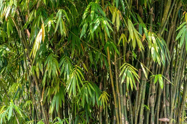 Bosquet Bambous Dans Une Forêt Tropicale Humide Singapour — Photo