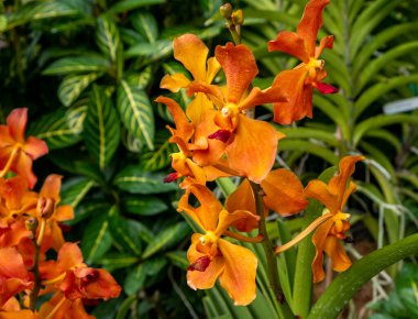 Singapur 'da tropik bir bahçede açan renkli orkideler.