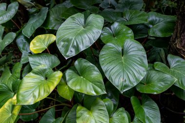 Singapur 'da tropikal bir bahçede yemyeşil orman yaprakları.