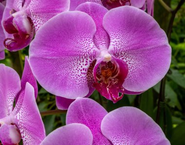 Singapur 'da tropik bir bahçede açan renkli orkideler.