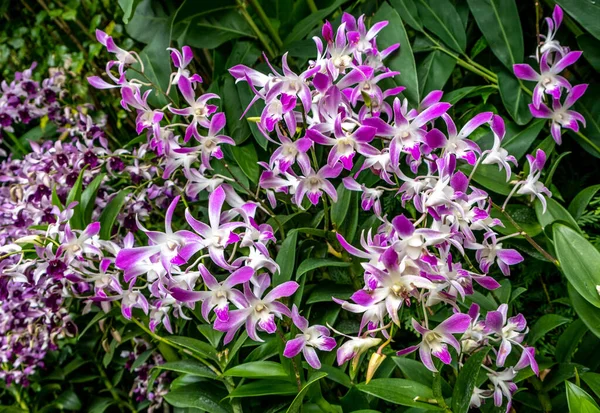 stock image Colorful orchids blooming in a tropical garden in Singapore