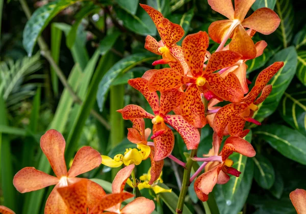 Orquídeas Coloridas Florescendo Jardim Tropical Cingapura — Fotografia de Stock