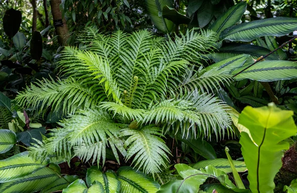 Lush jungle foliage in a tropical garden in Singapore