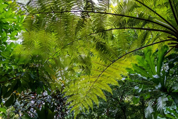 シンガポールの熱帯の庭で緑豊かなジャングルの葉 — ストック写真