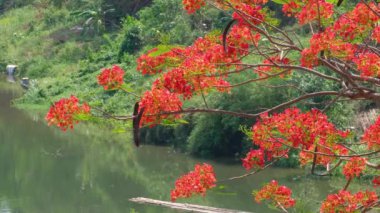 Nam Khan Nehri Luang Prabang Laos 'tan akıyor.