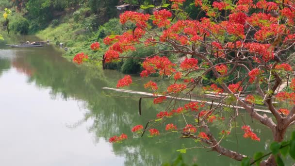 Ποταμός Ναμ Χαν Διασχίζει Λουάνγκ Πραμπάνγκ Λάος — Αρχείο Βίντεο
