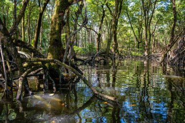 Brunei 'deki Mangrove Ormanı, Borneo Adası.