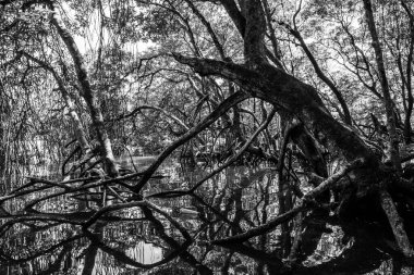 Brunei 'deki Mangrove Ormanı, Borneo Adası.