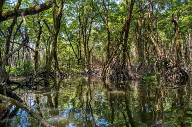 Brunei 'deki Mangrove Ormanı, Borneo Adası.