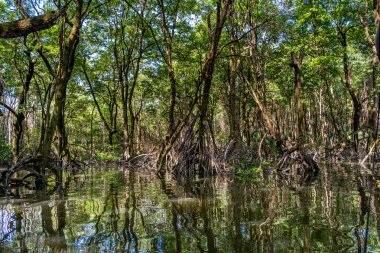 Brunei 'deki Mangrove Ormanı, Borneo Adası.