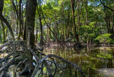 Brunei 'deki Mangrove Ormanı, Borneo Adası.