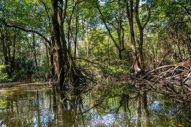 Brunei 'deki Mangrove Ormanı, Borneo Adası.