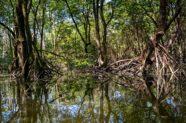 Brunei 'deki Mangrove Ormanı, Borneo Adası.