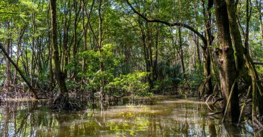 Brunei 'deki Mangrove Ormanı, Borneo Adası.