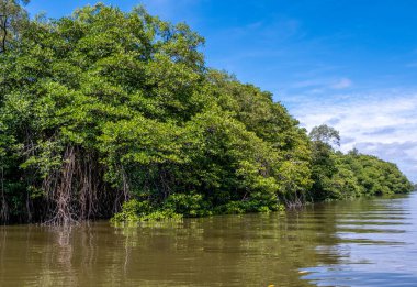 Brunei 'deki Mangrove Ormanı, Borneo Adası.