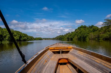 Brunei 'deki Mangrove Ormanı, Borneo Adası.