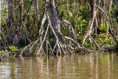 Brunei 'deki Mangrove Ormanı, Borneo Adası.