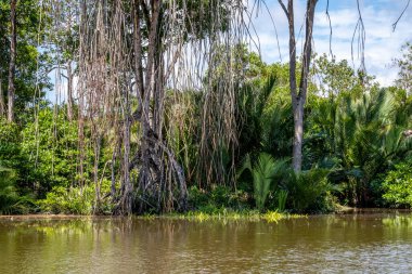 Mangrove Ormanı Brunei 'de bir ormanda Borneo Adası' nda