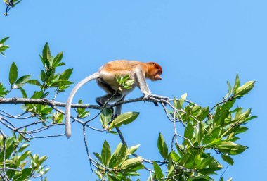 Brunei 'deki bir mangrov ormanında erkek hortum maymunu