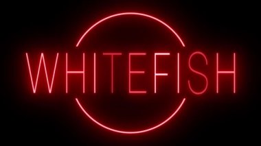 Kırmızılar yanıp sönüyor ve beyaz balıklar için neon ışığı yanıp sönüyor