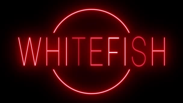 Красный Мерцающий Мигающий Анимированный Неоновый Знак Whitefish — стоковое видео